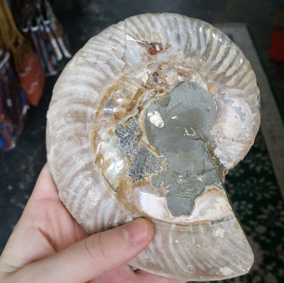 Amorite Fossilized Crystals - Picture 3 of 3